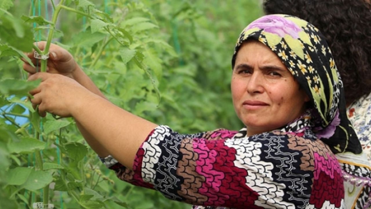 Ev kadınıyken sera kurdu iş kadını oldu