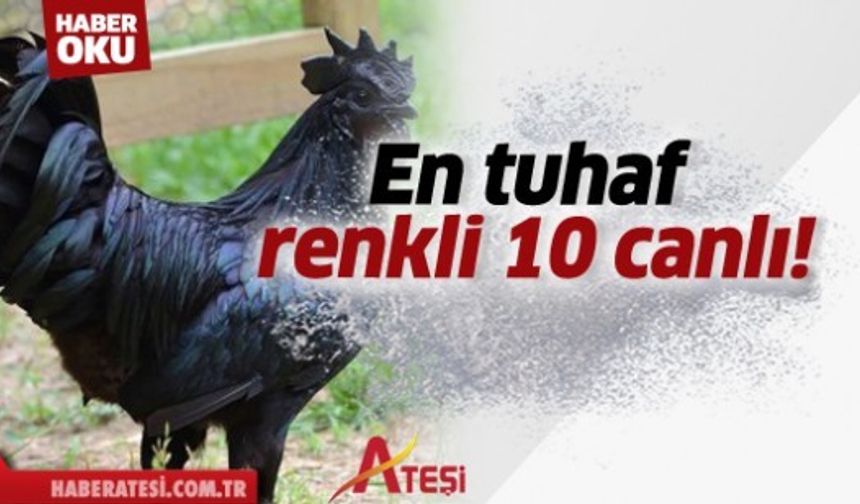 1-) SİYAH HOROZ Bu hayvanlar doğa ile ahenk içerisinde yaşayan ve bulundukları ortamla uyumlu renklere sahip diğer türlerinden çok daha farklı. Fotomontaj olmayan bu fotoğraflarda da görüldüğü gibi ‘farklı’ renklere sahip bu canlıların düşmanlarından saklanmaları söz konusu bile değil