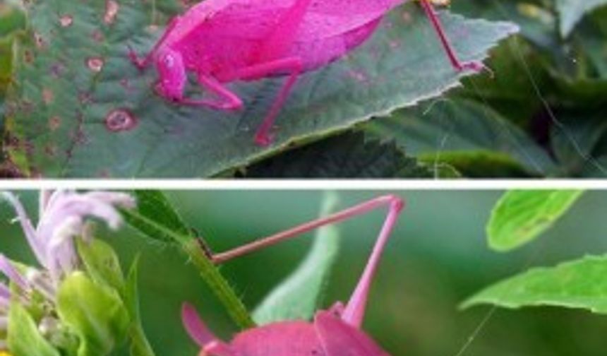 3-) PEMBE ÇEKİRGE Bu hayvanlar doğa ile ahenk içerisinde yaşayan ve bulundukları ortamla uyumlu renklere sahip diğer türlerinden çok daha farklı. Fotomontaj olmayan bu fotoğraflarda da görüldüğü gibi ‘farklı’ renklere sahip bu canlıların düşmanlarından saklanmaları söz konusu bile değil.